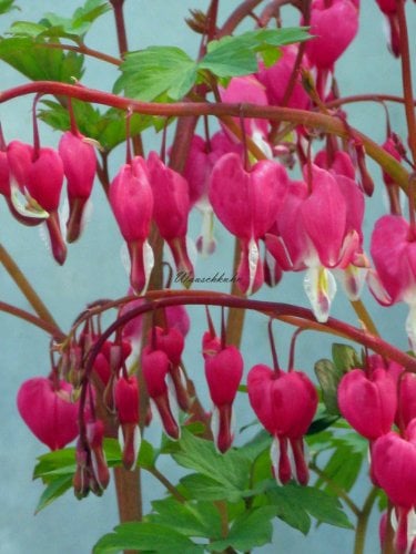 Staudenkulturen Wauschkuhn Dicentra spectabilis - Tränendes Herz - Staude im 11cm Topf