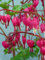 Staudenkulturen Wauschkuhn Dicentra spectabilis - Tränendes Herz - Staude im 11cm Topf