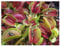 Dionaea muscipula G16 Slacks Giant - Venusfliegenfalle - 5 Samen