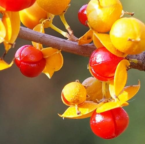 Rundblättriger Baumwürger Diana 1L - Pflanze für Anfänger und professionelle Gärtner - Ideal für Kleingarten, Garten - Schöne Pflanze mit ungewöhnlichen Blüten - Genießen Sie jeden Tag ihre Farben