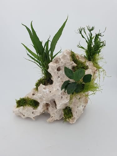 Lochgestein groß 35-40cm Lang 1 Stück Garnelenbäumchen mit echtem Farn,Anubias uns Moos bepflanzt