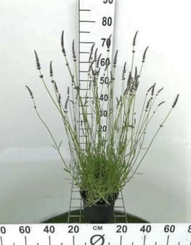 Lavandula int. 'Grosso' - Provence Lavendel Grosso - Container 3 liter
