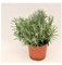 Pianta Lavanda Angustifolia - Dimensione Vaso Vaso 18cm