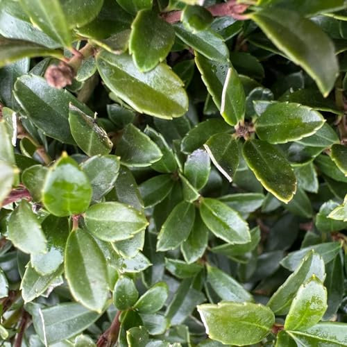 55 pcs stechpalme pflanze samen - Ilex crenata - bonsai topfpflanzen echt grünpflanzen kletterpflanzen deko pflanzen winterharte stauden dauerblüher samen zimmerpflanzen winterharte
