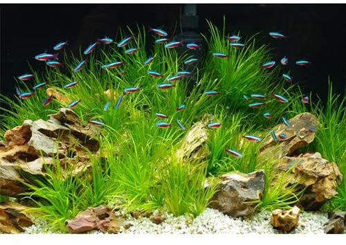 MIRRORANG 91x41cm Stein Aquarium Hintergrund Wasserpflanze Seegras Aquarium Hintergrund Flussbett & See Aquarium Hintergrund