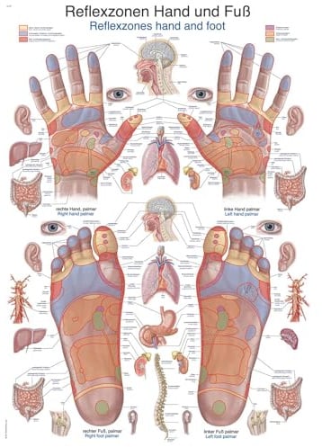 Erler-Zimmer Lehrtafel Reflexzonen Hand und Fuß