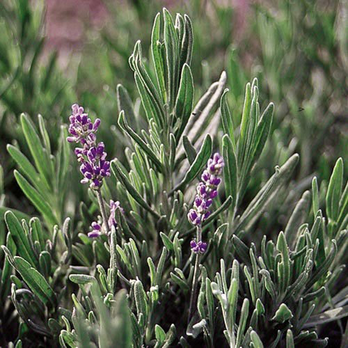 English Lavender Angustifolia Herb Plant x 3 Plants in 9cm Pots for The Garden