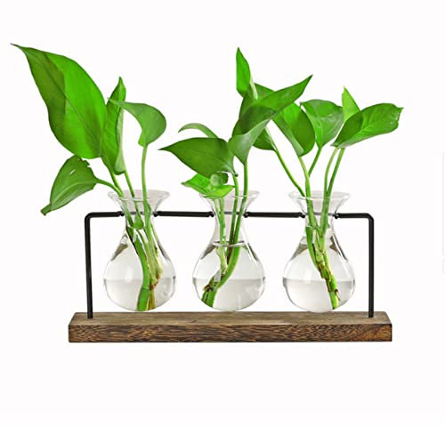Plant Terrarium with Wooden Stand Innjoii - Propagation Station with 3 Hyacinth Vases, Wall Hanging Glass Planter Forcing Bulb Water Plant Holder Indoor Gifts for Women Office Home Plant Lovers