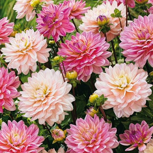 3 Dahlias 'Ballerina des Volants' Bulbes à Fleurs d'Été en Paquet Extra Large - Plantes Prêtes pour les Parterres de Fleurs, Pots, Conteneurs