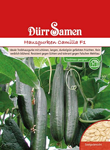 Gurken (Hausgurken Camilla)