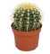 Exotenherz - Echinocactus grusonii - Schwiegermutterstuhl - im 12cm Topf