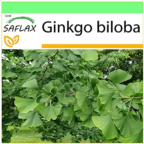 SAFLAX - Albero dei ventagli - 4 semi - Ginkgo biloba