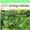 SAFLAX - Albero dei ventagli - 4 semi - Ginkgo biloba