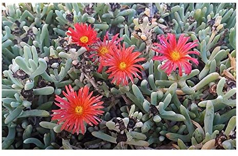 Stk - 10x Malephora crocea Sukkulent Mesembryanthemum Pflanzen - Samen B1750 - Seeds & Plants Shop by Ipsa
