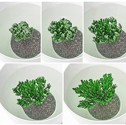 Echte Rose Von Jericho 5 Knollen Selaginella Lepydophylla Dinosaurierpflanze Zimmerpflanzen KräUtergarten Geschenk Vanille Pflanze Exotische Abwechslung Ist Interessant Grün