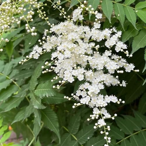 100 pz Semi di Sorbaria Sorbifolia, Piante da esterno piante perenni resistenti per il pieno sole arbusti rustici, piante da giardino arbusti da giardino rialzati resistenti piante
