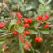 50 pz Semi di agazzino gli alberi acquistano regali sostenibili per le donne Pyracantha fortuneana - pianta in vaso di alberi da frutto nani semi biologici freschi di frutta alberi