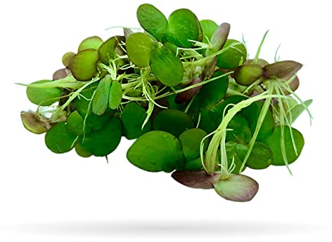 80+ Giant Duckweed - Live Aquatic Floating Plant for Aquarium (spirodela polyrhiza) by Aquarigram