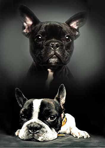 Javoli Bulldog francese nero, coperta in pile piccolo 140 cm morbido