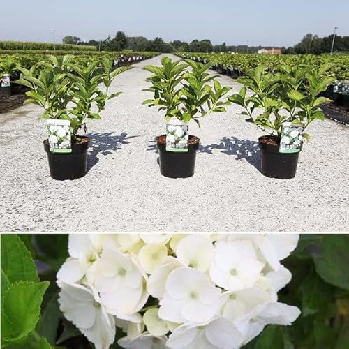 Trädgårdshortensia Sœur Thérèse – Hydrangea macrophylla Soeur Thérèse –