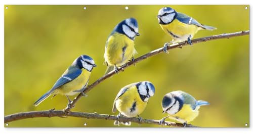 MuchoWow© Gartenposter Groß 200x100 cm XXL Outdoor Bilder Gartendeko für draußen Wetterfest Garten Sichtschutz Zaun Deko Banner Draußen Bild Vogel - Blaumeise - Äste - Sonne