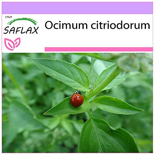 SAFLAX - Basilico limone - 200 semi - Ocimum citriodorum