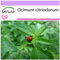 SAFLAX - Basilico limone - 200 semi - Ocimum citriodorum
