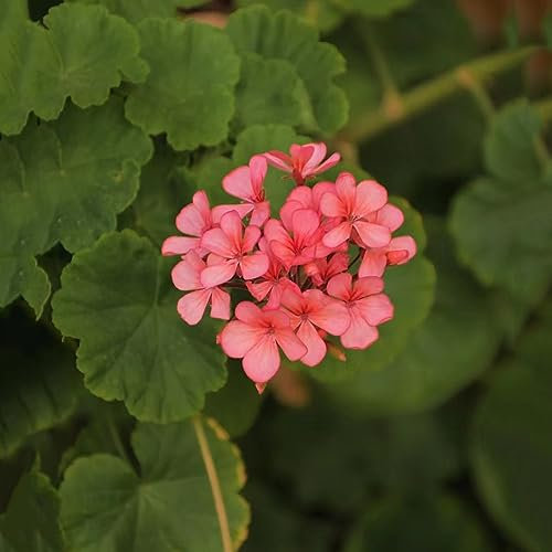 80 pcs Geranien Samen Hängend Blumensamen Balkon, Bodendecker Pflanzen Winterhart Geranien Pflanzen Echt (Pelargonium hortorum) Wildblumensamen Mehrjährig Winterhart, Stauden Winterhart