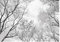 WallArena - Vlies Fototapete Baumkronen Wald schwarz weiß Baum Himmel 350x250 cm - Fototapeten - Tapeten - für Wohnzimmer Schlafzimmer - Vliestapete Wandtapete Tapete 3D Effekt- inkl. Kleister