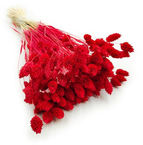 Enchanted Dekogras Getrocknetes Gras Ziergras Kanariengras Phalaris Trockenblumen Natürlich Boho Ca. 100 Stück 80 g Rot