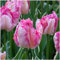 YGHESFDE Tulpenzwiebeln Winterhart Mehrjährig,Seltene Tulpenzwiebeln,Gartendekoration, Balkondekoration, wächst gut in Blumentöpfen-3zwiebeln-C