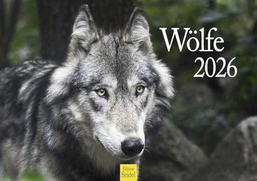 Edition Seidel Premium Kalender Wölfe 2026 Format DIN A3 Wandkalender Tierkalender Tiere Wildtiere Rudel Wolf Wald Natur