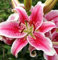 Cottage Garden Stargazer Orientalische Lilie, Sommerblühend, winterhart, mehrjährig, Packungen mit 10 und 15 Zwiebeln, 10 Stück