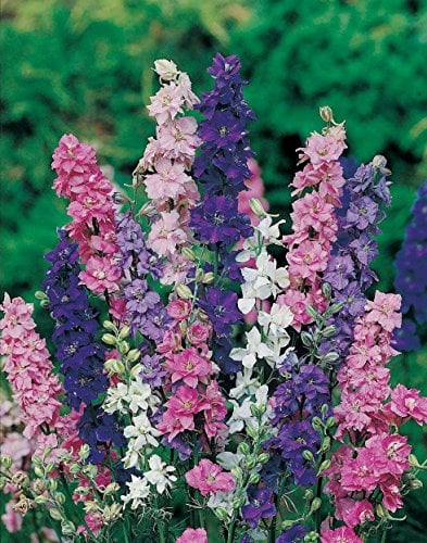 100 Delphinium Larkspur Giant Imperial Crown Blended Mix Seeds - 100 Seeds