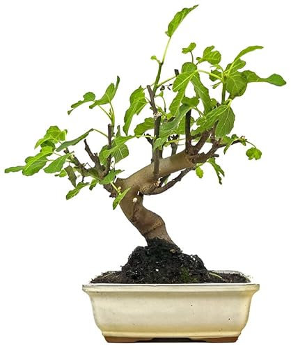 Bonsái Natural de Higuera con Maceta de Cerámica Ornamental Ficus Carica