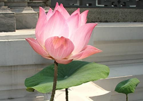 HANSEPUZZLE 107803 - Lotus Puzzle 130 Teile | Natur Puzzle mit hochwertiger Puzzle Aufbewahrung: Kartonbox und wiederverschließbarem Beutel | Puzzle-Maße: 28,7 x 20 cm