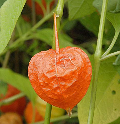 Lampionblume - Physalis alkekengi - lebende Gartenpflanze aus den Baumschulen