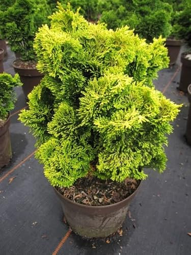 Chamaecyparis obtusa Nana Aurea - Gelbe Zwerg-Muschelzypresse - 25-30cm
