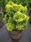 Chamaecyparis obtusa Nana Aurea - Gelbe Zwerg-Muschelzypresse - 25-30cm