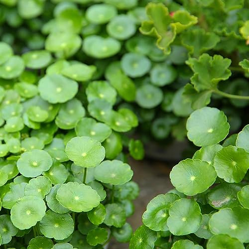 50 pcs Pilea peperomioides pflanze samen - wildkräuter samen pflanztöpfe heilkräuter pflanztopf dachbegrünung kräuter samen plants kräutergarten küche bonsai topf indoor
