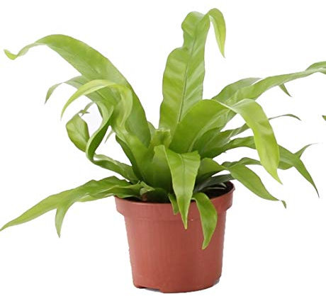 Nestfarn, (Asplenium antiquum), luftreinigende Zimmer und Büropflanze, verbessert das Raumklima, (im 12cm Topf, ca. 30cm hoch)