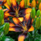 Lilium martagon zwiebeln,winterharte,lilien deko,lilien im topf,lilie riesen,lilie,lilien zwiebeln forever susan,duft lilien,lilien knollen,lilien zwiebeln winterhart mehrjährig.-10 zwiebeln-E