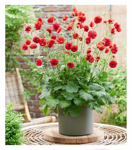 BALDUR Garten 1x Geum 'Firestarter®', Pflanze im 9x9 cm-Topf | kompakte Neuzüchtung, winterharter Blickfang, blüht bis zu 6 Monate, ideal für Beet & Kübel, pflegeleicht & langlebig