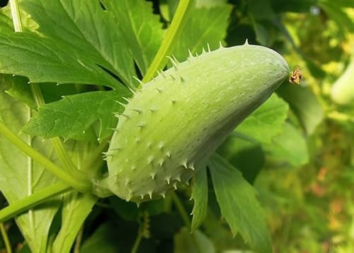 Gurkenpflanzen Lemongurke Inkagurke Freilandgurke Einlegegurke im 12cm Topf 2x (Inka-Gurke)