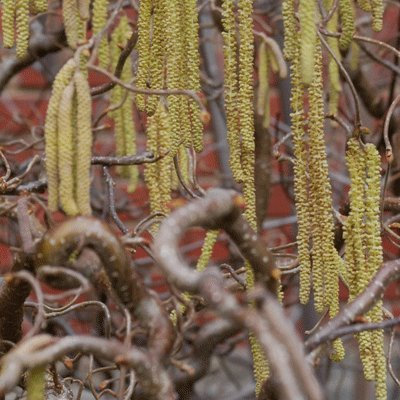 Corylus avellana 'Contorta' 19cm Pot Size