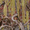 Corylus avellana 'Contorta' 19cm Pot Size