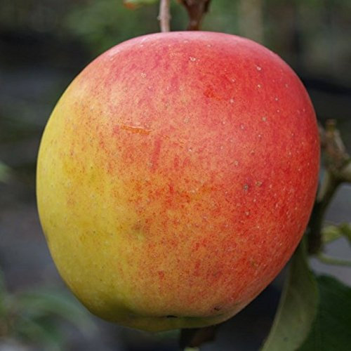 Apfelbaum Rebella mehrfach resistenter Herbstapfel Buschbaum ca. 110-140 cm 9,5 Liter Topf M 26