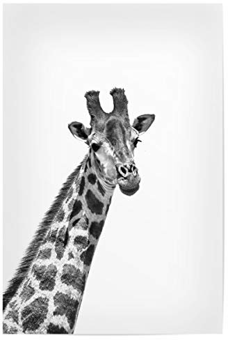 artboxONE Poster 30x20 cm Tiere Giraffe sw 1460 hochwertiger Design Kunstdruck - Bild Giraffe Afrika Animal