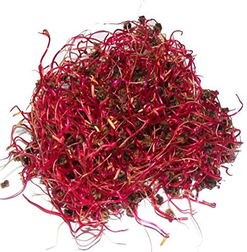 250 g BIO Keimsprossen Rote Rüben Keimsaat für die Sprossenanzucht Sprossen Microgreen Mikrogrün