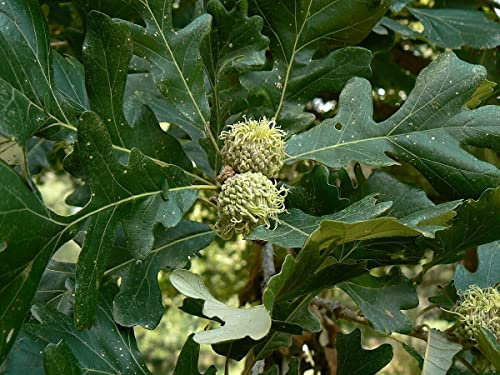 Klettenfrüchtige Eiche Quercus macrocarpa Pflanze 15-20cm Bur-Eiche Rarität